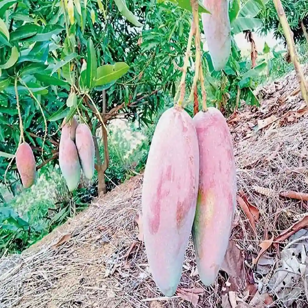 Red Ivory Mango (રેડ આઇવરી કેરી)